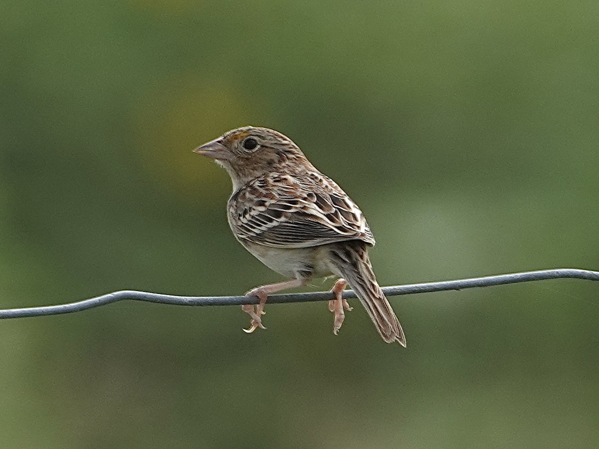 Grasshopper Sparrow - ML615802404