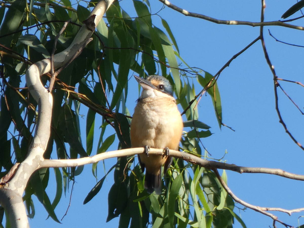 Sacred Kingfisher (Australasian) - ML615802477