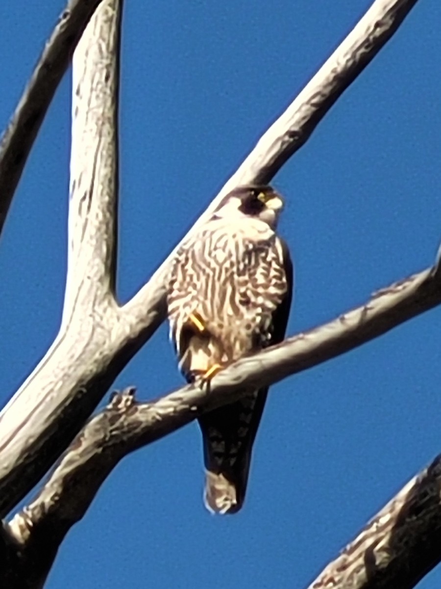 Peregrine Falcon (North American) - Tom Schulenberg