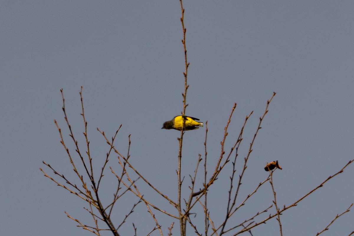 Yellow-bellied Flowerpecker - ML615803019