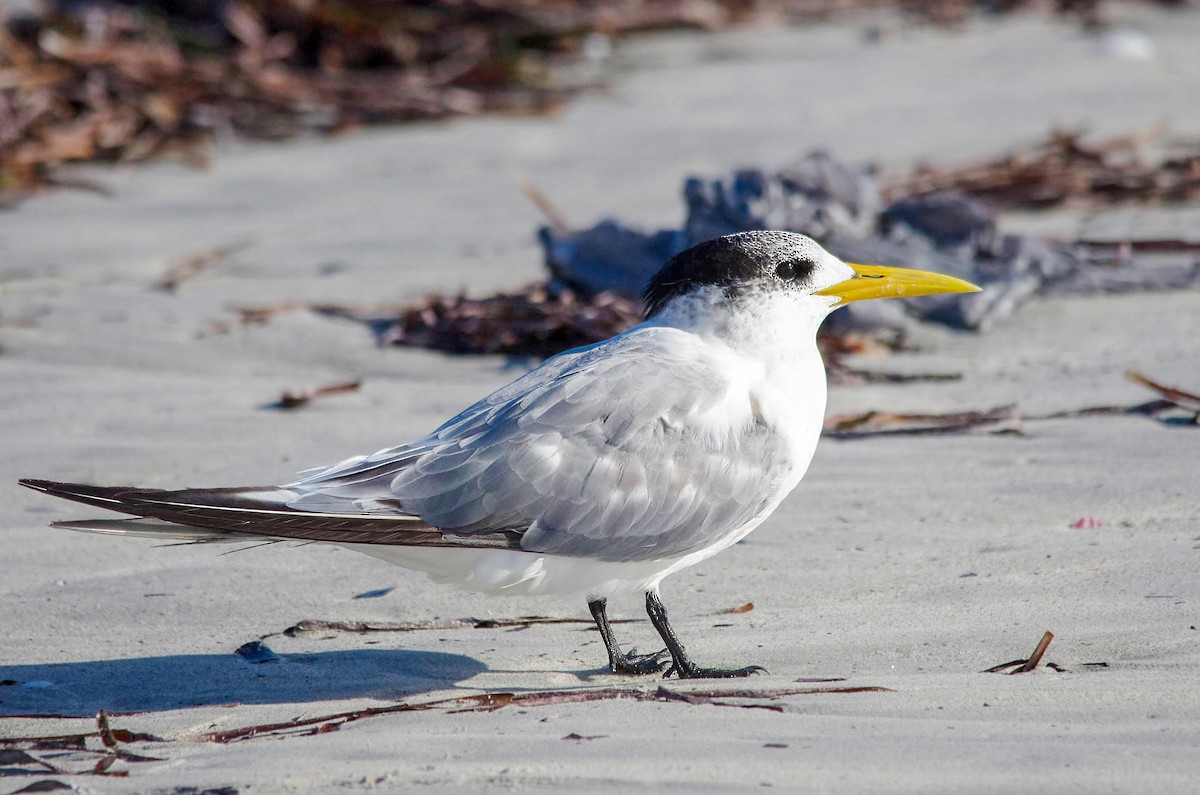 Great Crested Tern - ML615803063