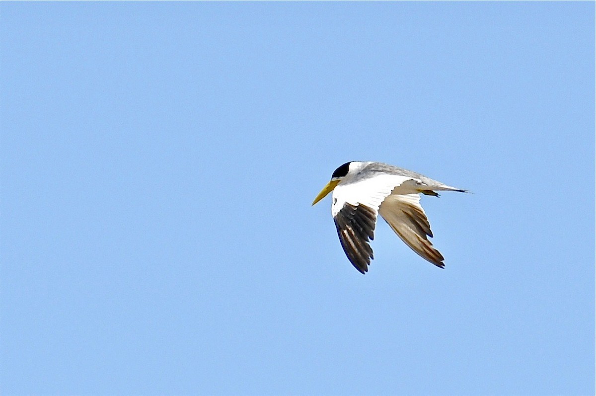 Large-billed Tern - Gerald Friesen