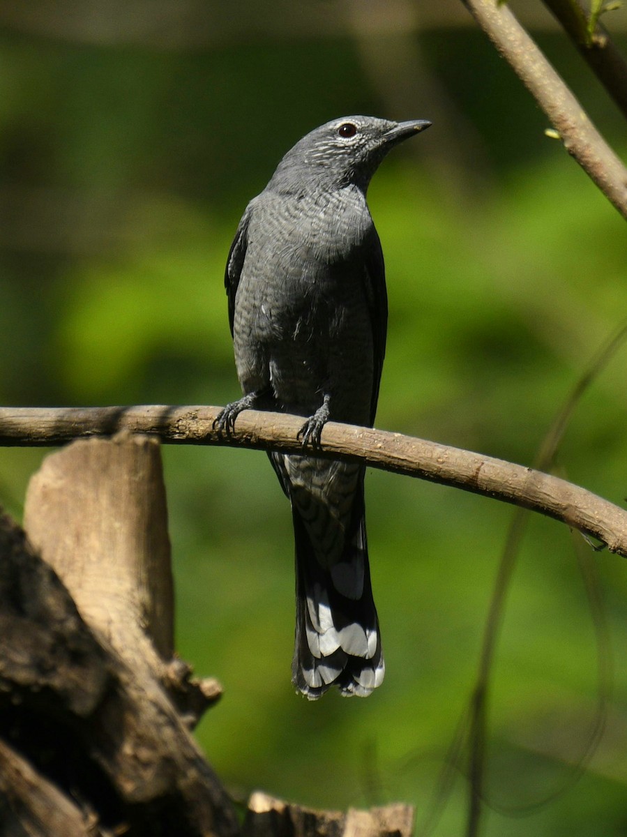 Black-winged Cuckooshrike - Mahendra Hegde