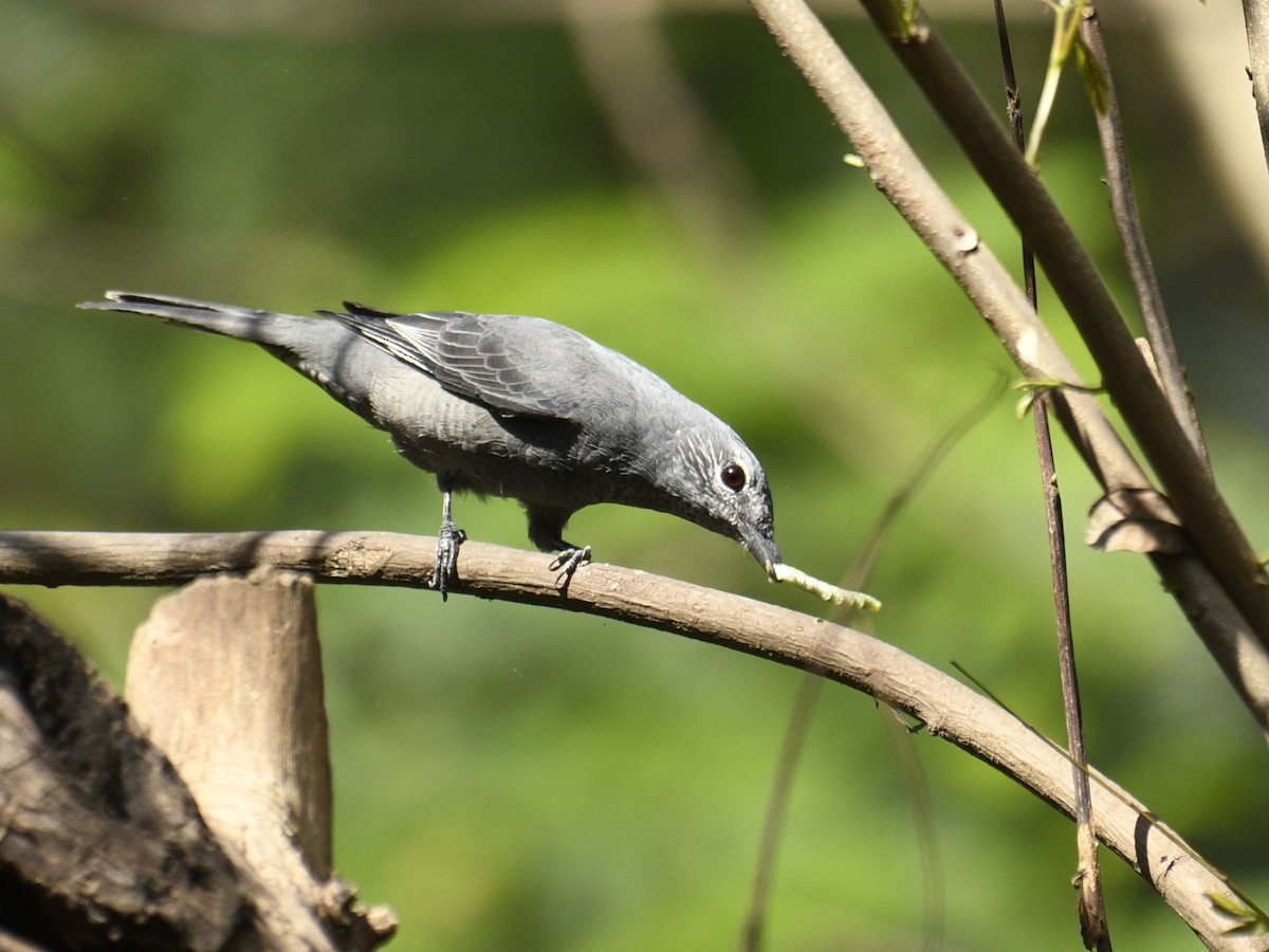 Black-winged Cuckooshrike - Mahendra Hegde