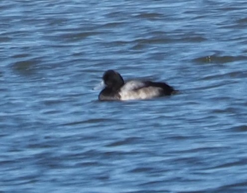 Greater Scaup - ML615803180