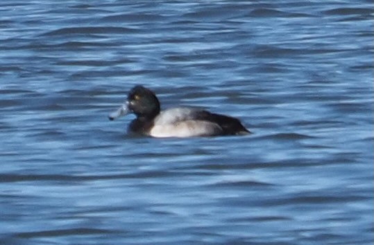 Greater Scaup - ML615803185
