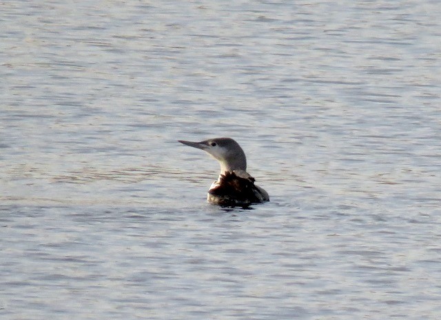 Red-throated Loon - ML615804121