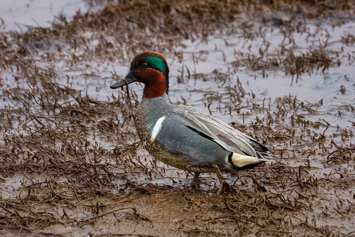 Green-winged Teal - ML615804134