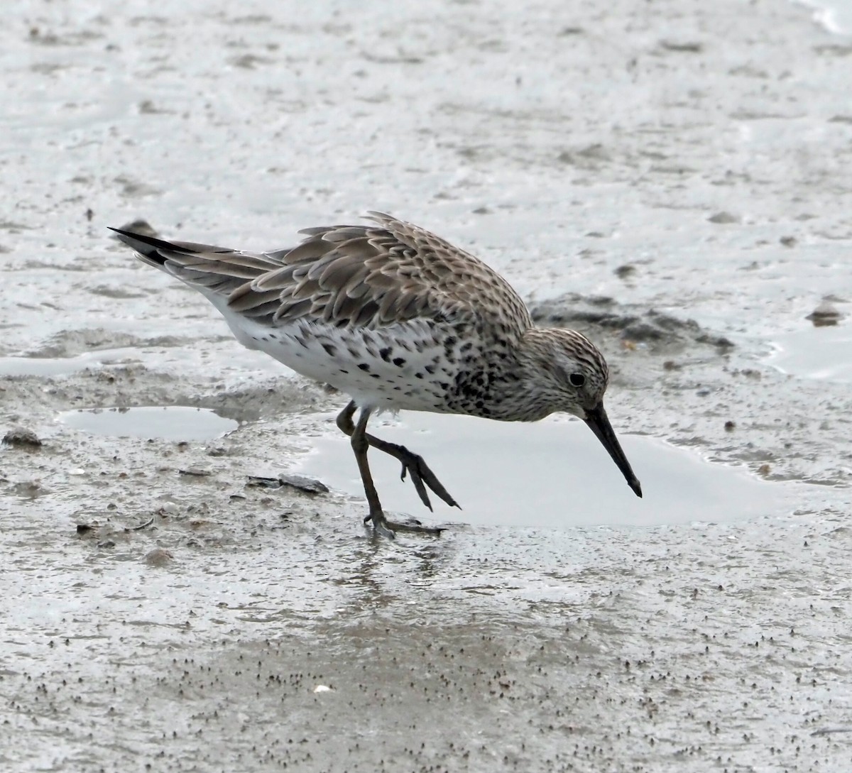 Great Knot - ML615804151