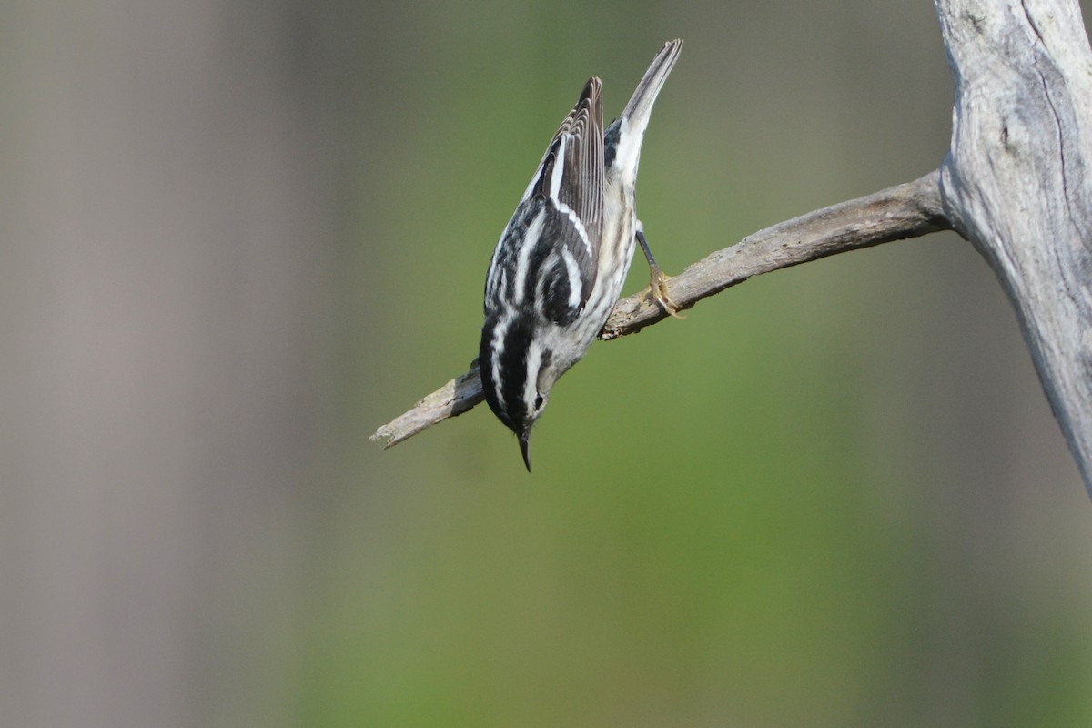 Black-and-white Warbler - ML615804154
