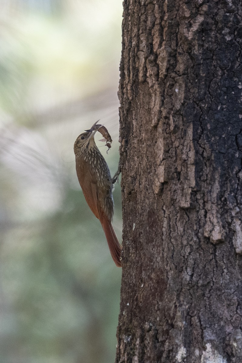 Spot-crowned Woodcreeper (Northern) - ML615804531