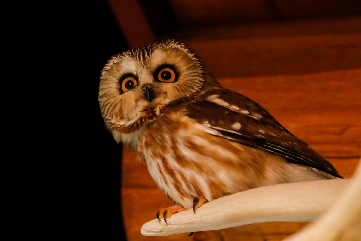 Northern Saw-whet Owl - Jeremiah Psiropoulos