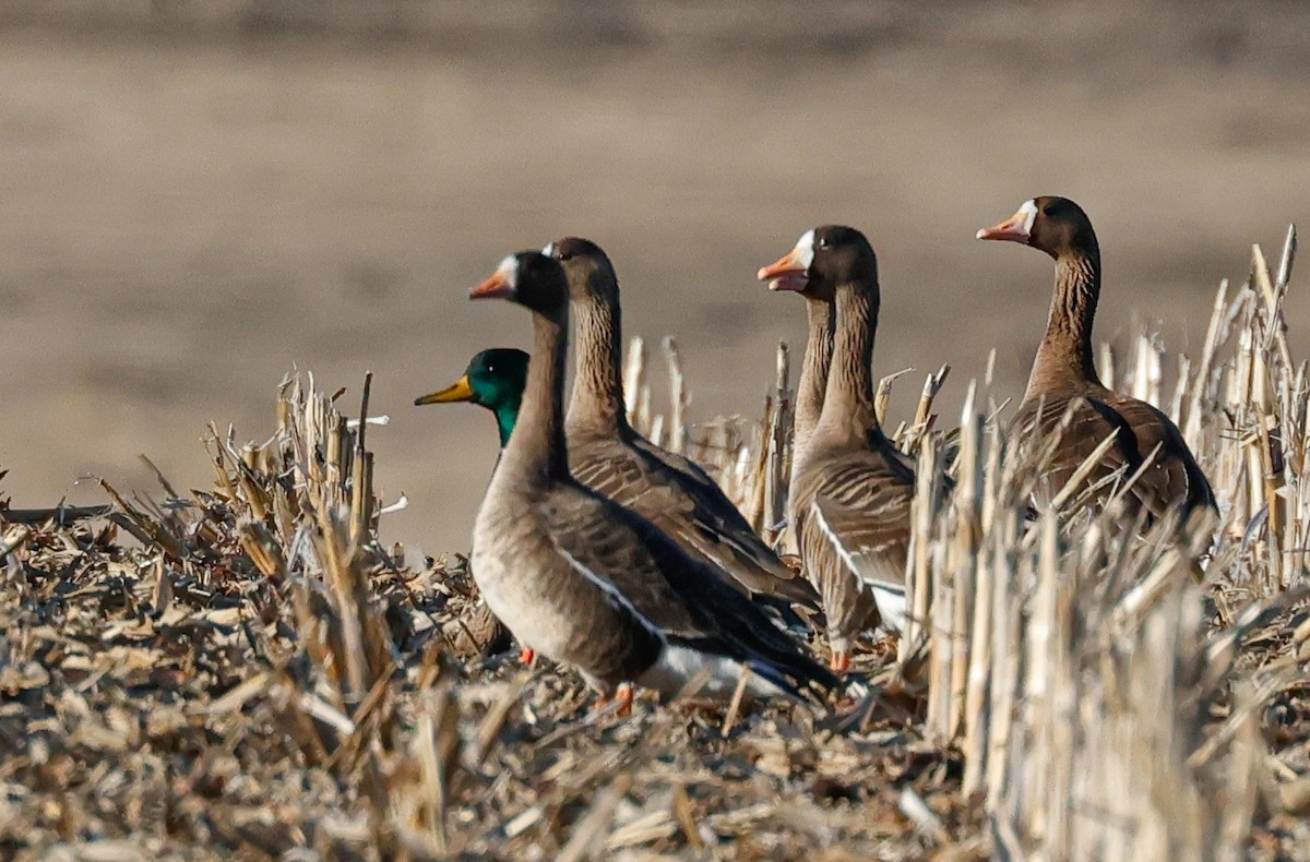 Greater White-fronted Goose - ML615804728