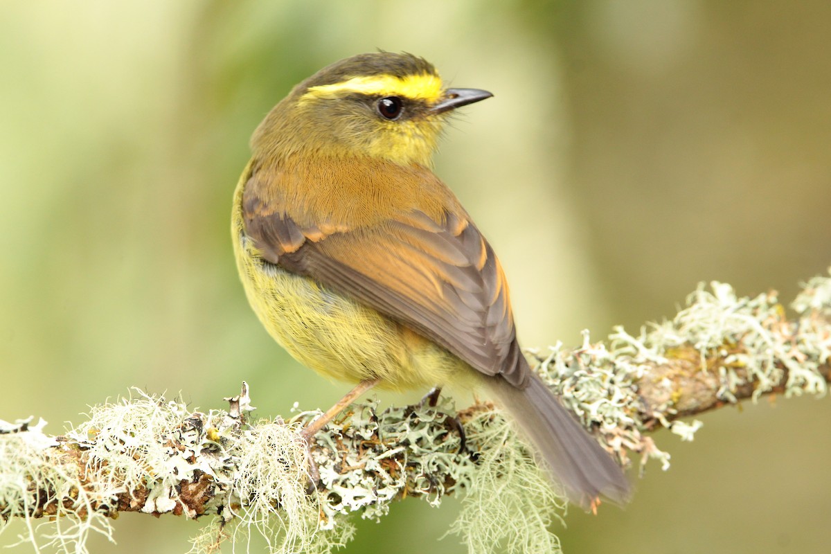 Yellow-bellied Chat-Tyrant - ML615804907