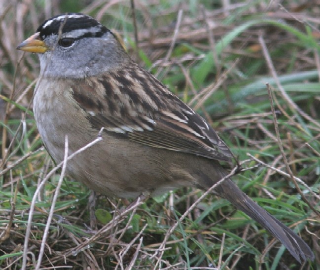White-crowned Sparrow (Yellow-billed) - ML615804926
