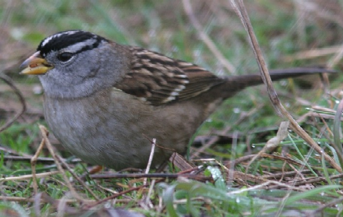 White-crowned Sparrow (Yellow-billed) - ML615804927