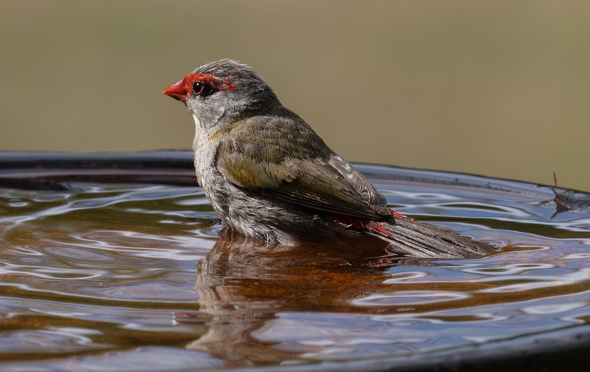 Red-browed Firetail - ML615804931