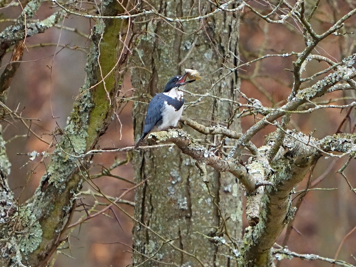 Belted Kingfisher - ML615805022