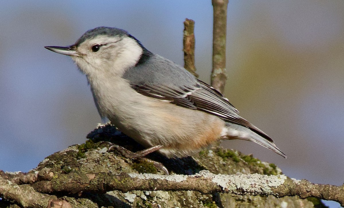 White-breasted Nuthatch - ML615805078