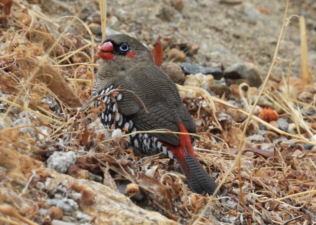 Red-eared Firetail - ML615805158