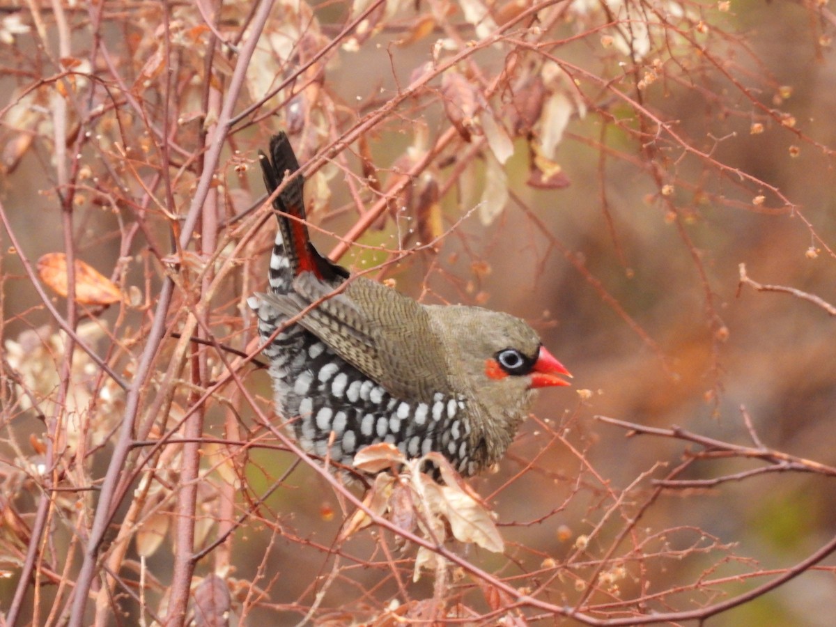 Red-eared Firetail - ML615805159
