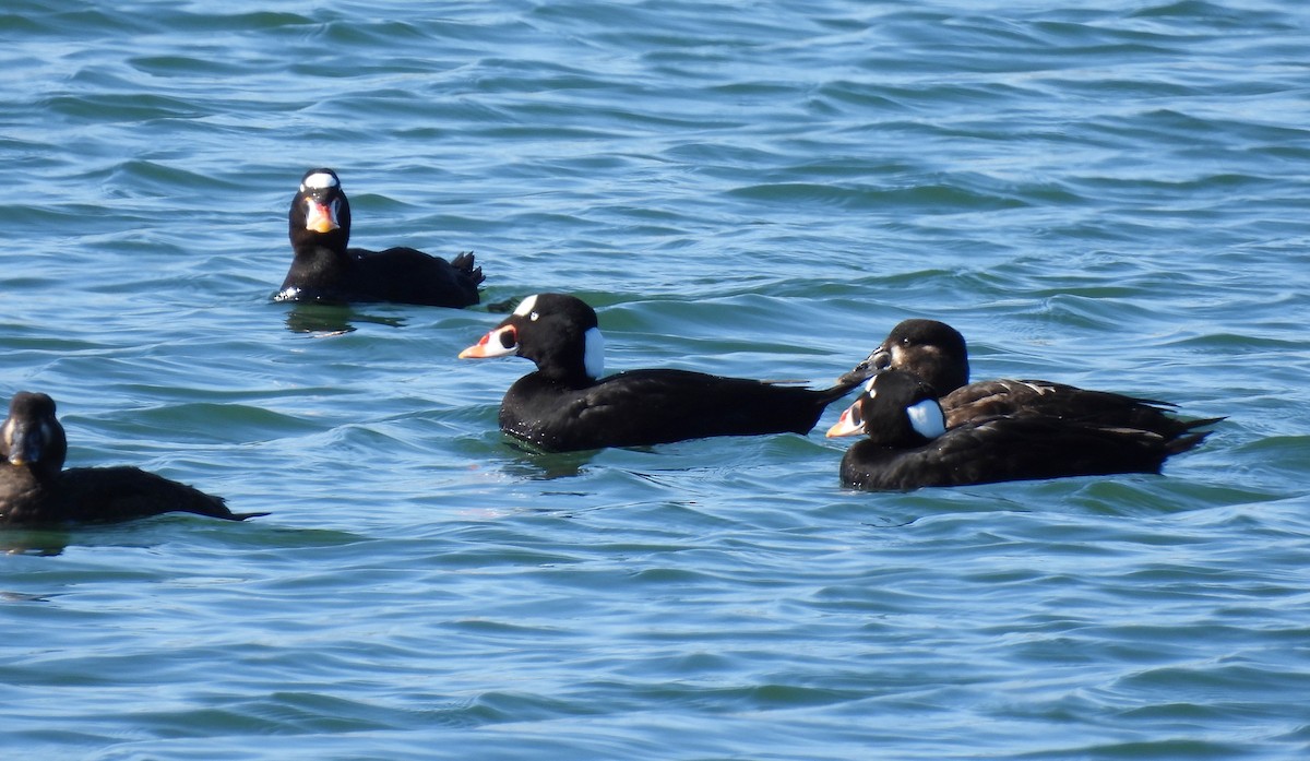 Mass Audubon eBird Checklist - 8 Mar 2024 - Castle Island and Pleasure ...