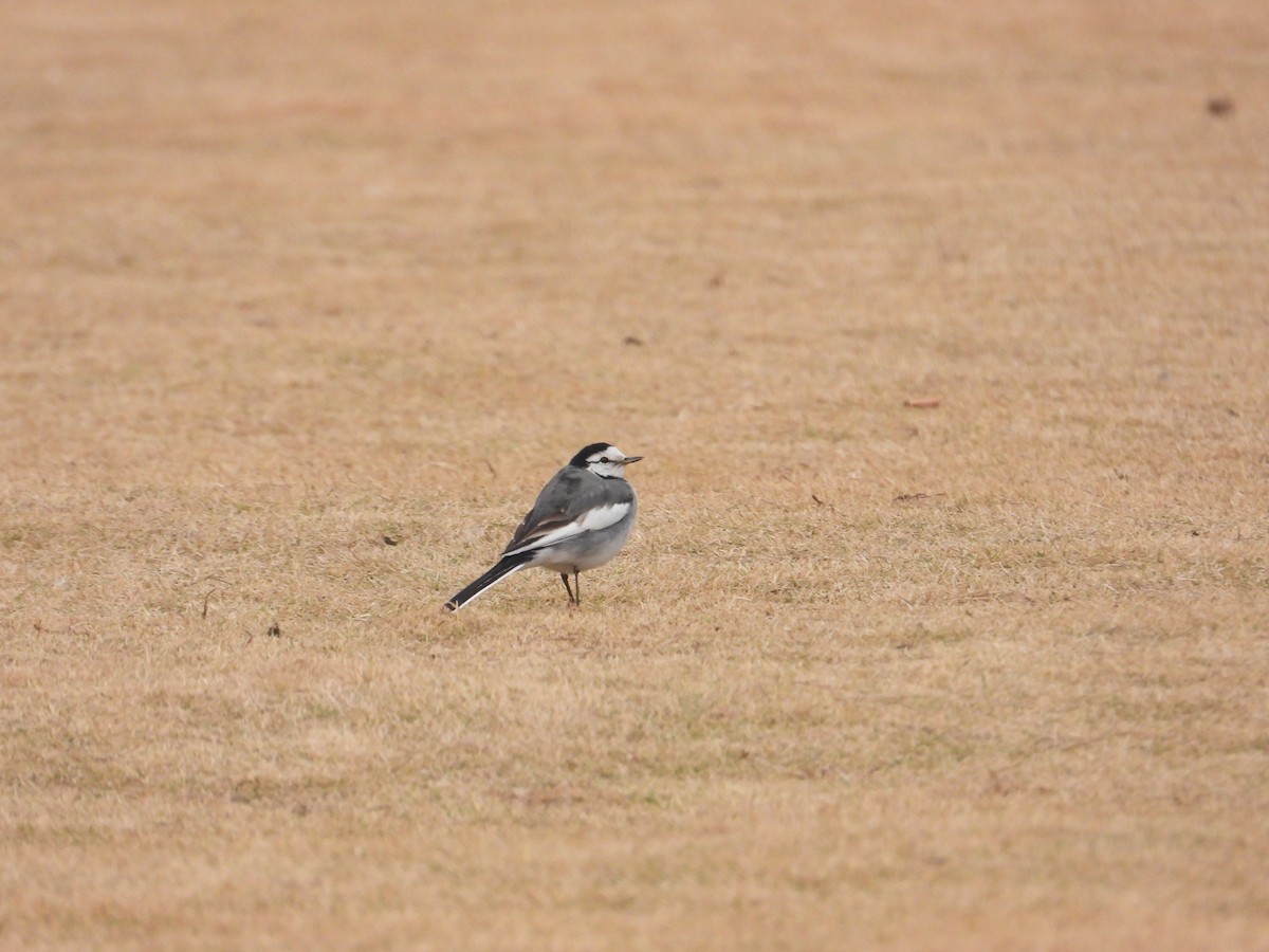 White Wagtail (Black-backed) - ML615805463