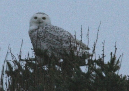 Snowy Owl - ML615805487