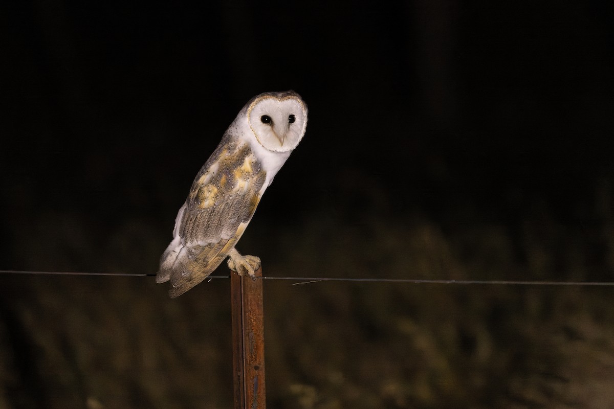 Barn Owl (Eastern) - ML615805490