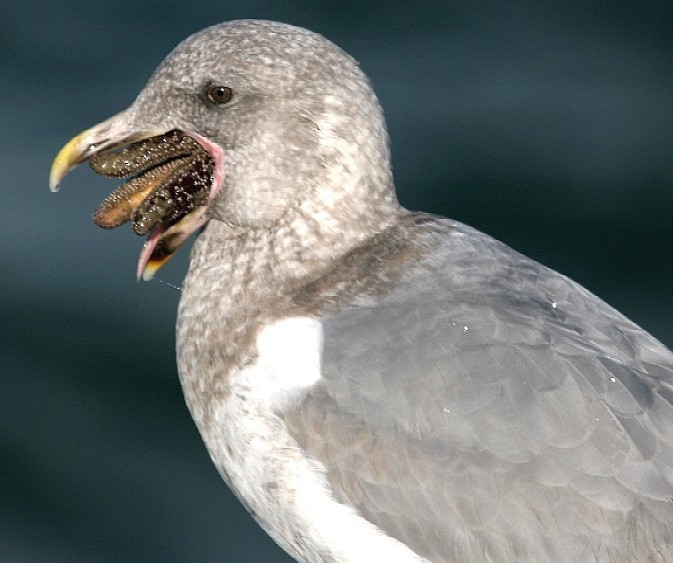 Glaucous-winged Gull - Chris Conard