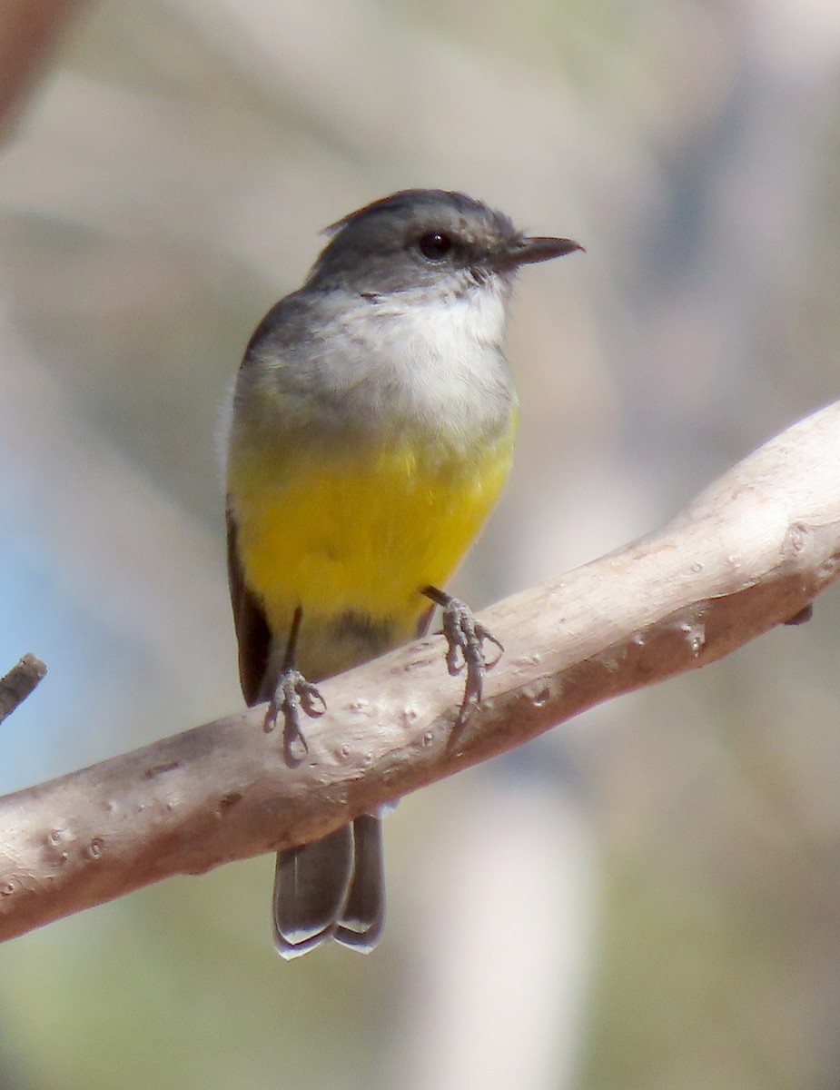 Western Yellow Robin - Peter Taylor (ex Birding SW)