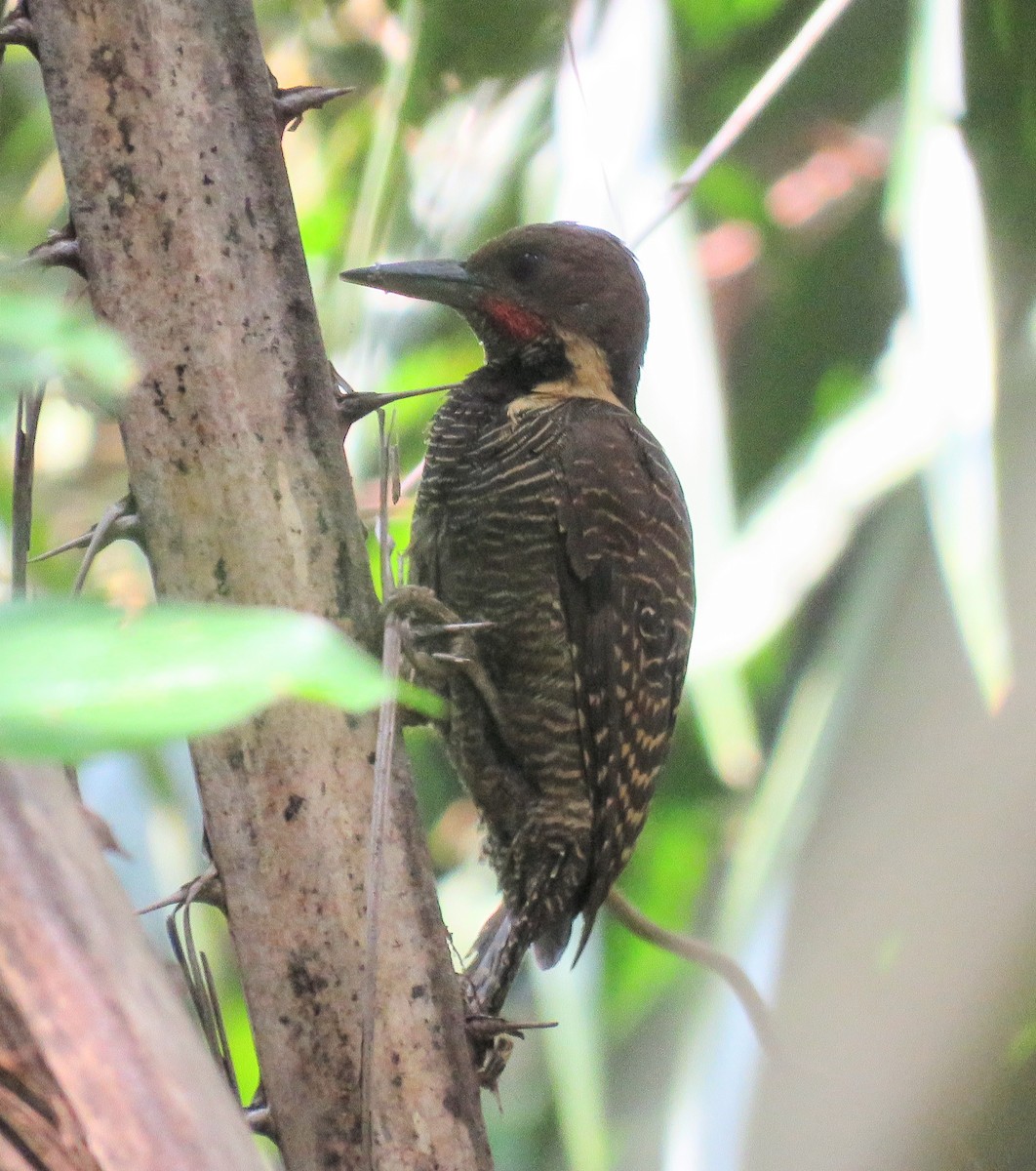 Buff-necked Woodpecker - ML615805675