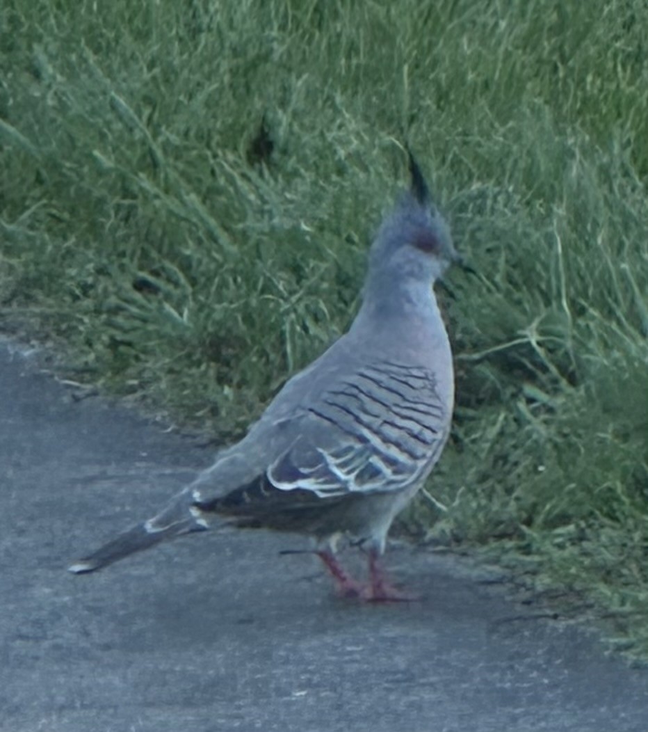 Crested Pigeon - ML615805711