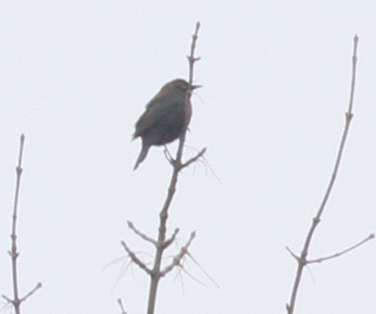 Wisconsin eBird Checklist - 3 Mar 2024 - Prentice Park - 10 species