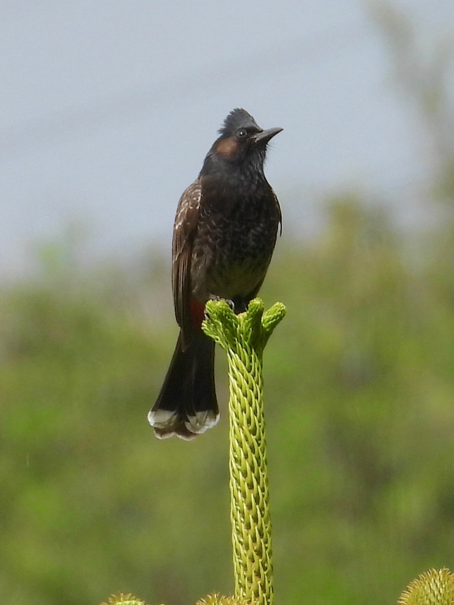 Red-vented Bulbul - ML615805787