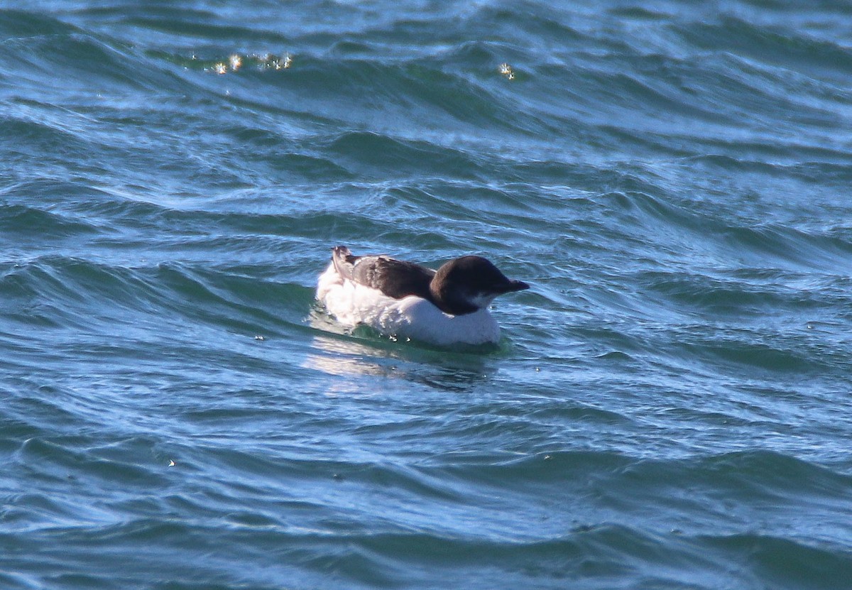 Thick-billed Murre - ML615805948