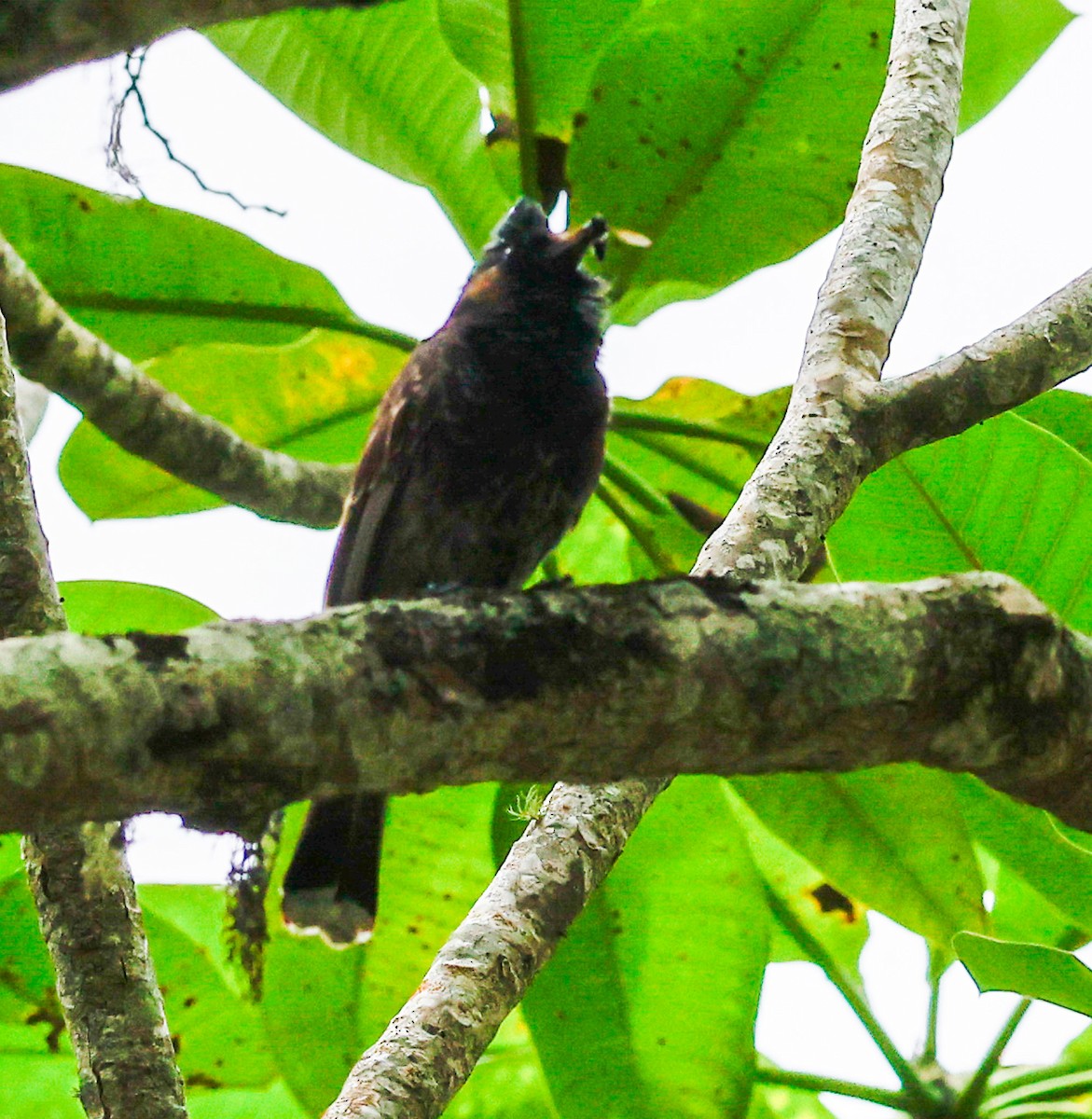 Red-vented Bulbul - ML615805979