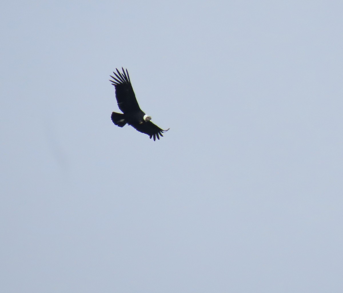 Condor des Andes - ML615806136