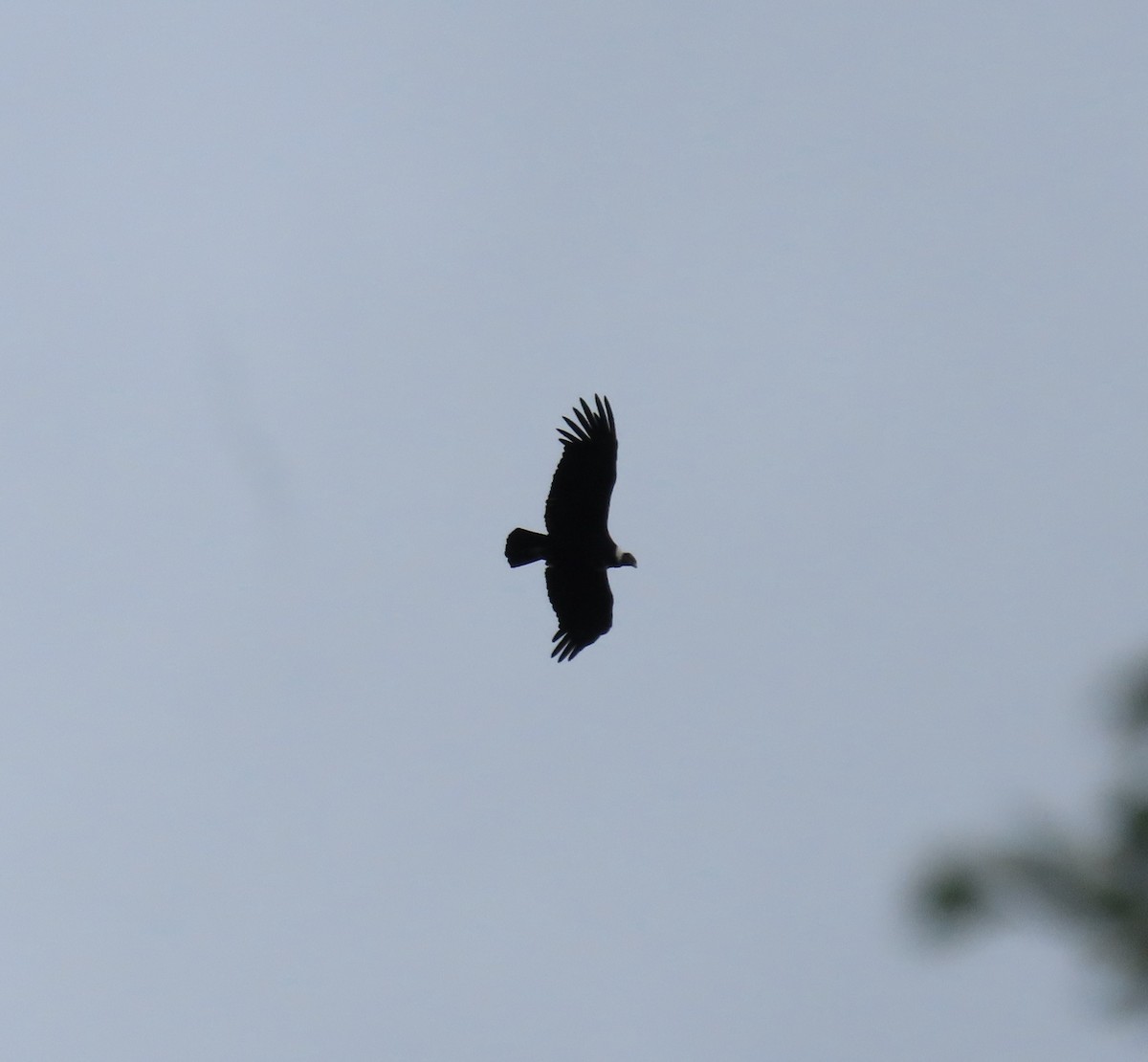 Condor des Andes - ML615806137