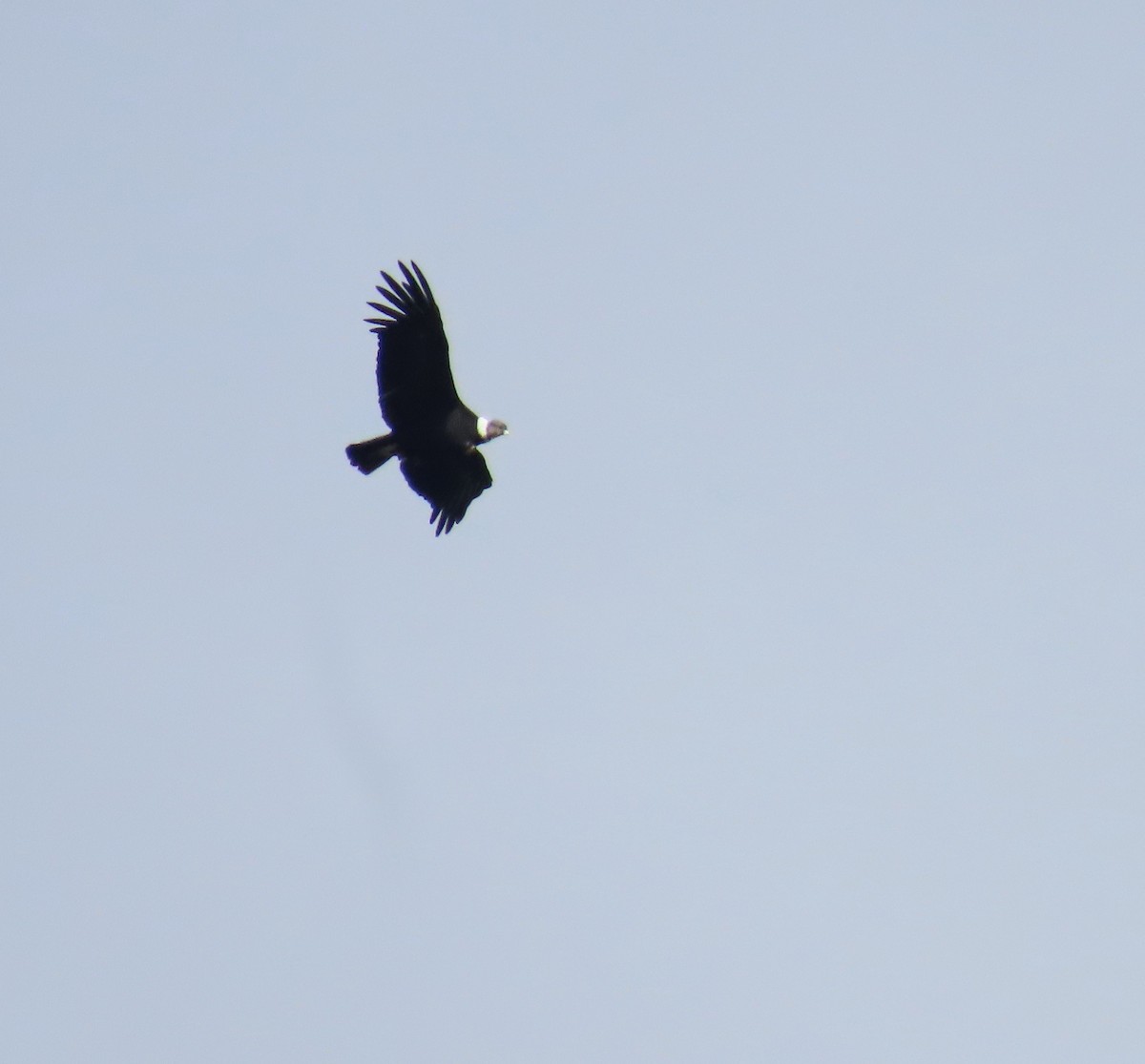 Condor des Andes - ML615806140