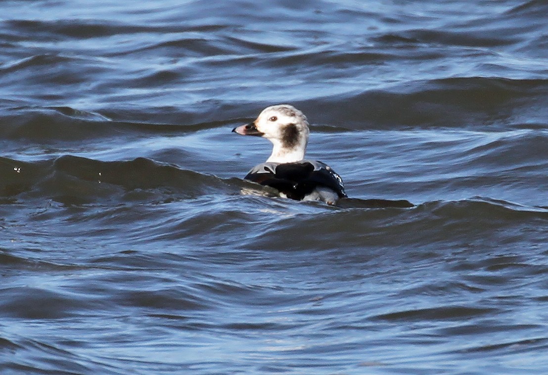Long-tailed Duck - ML615806179