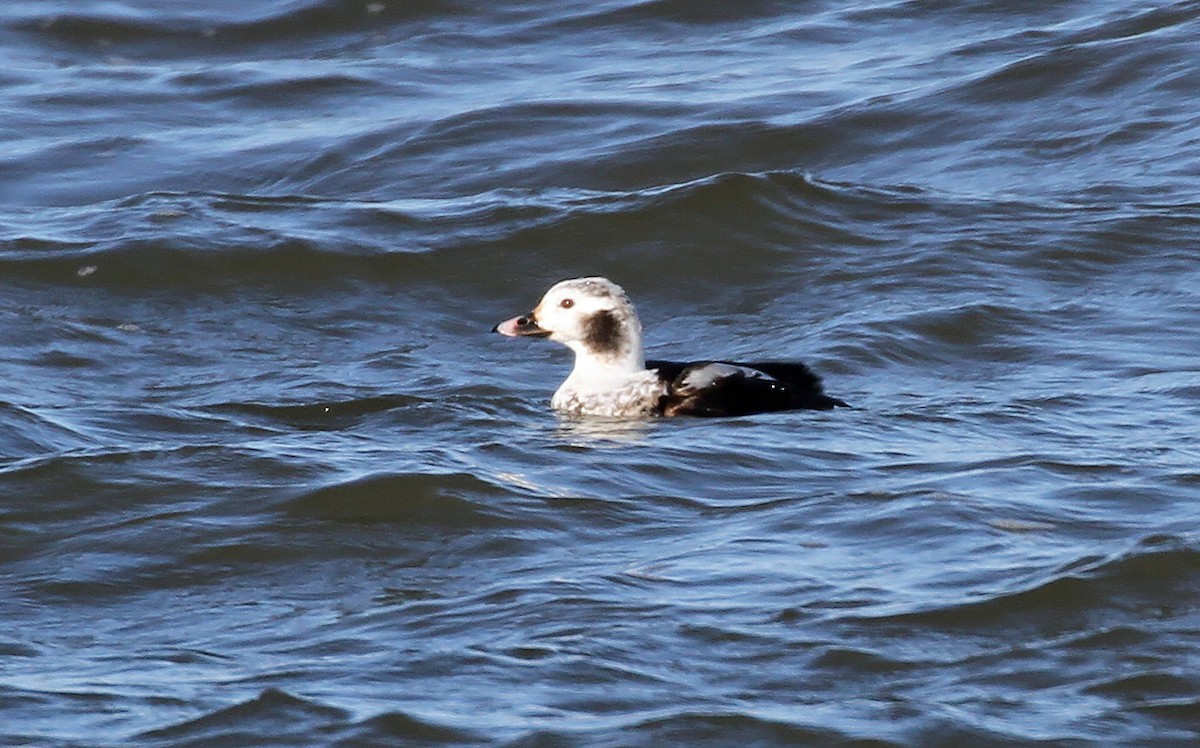 Long-tailed Duck - ML615806180