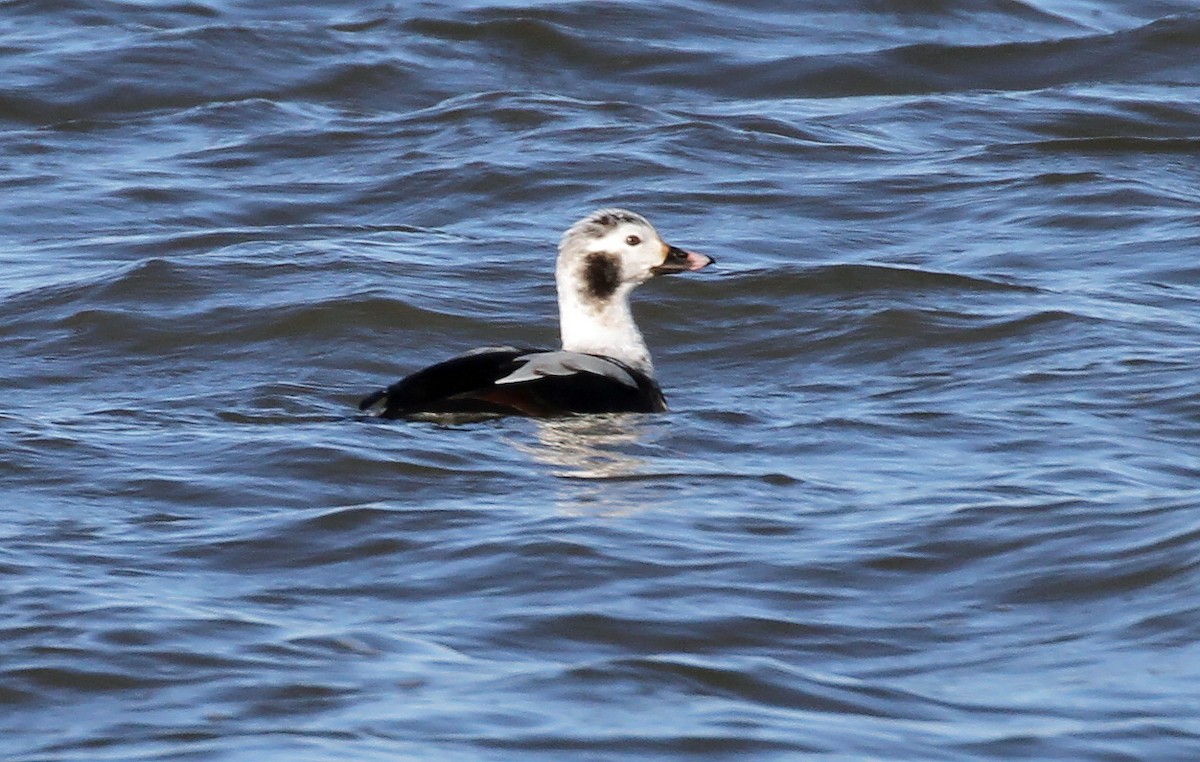 Long-tailed Duck - ML615806181