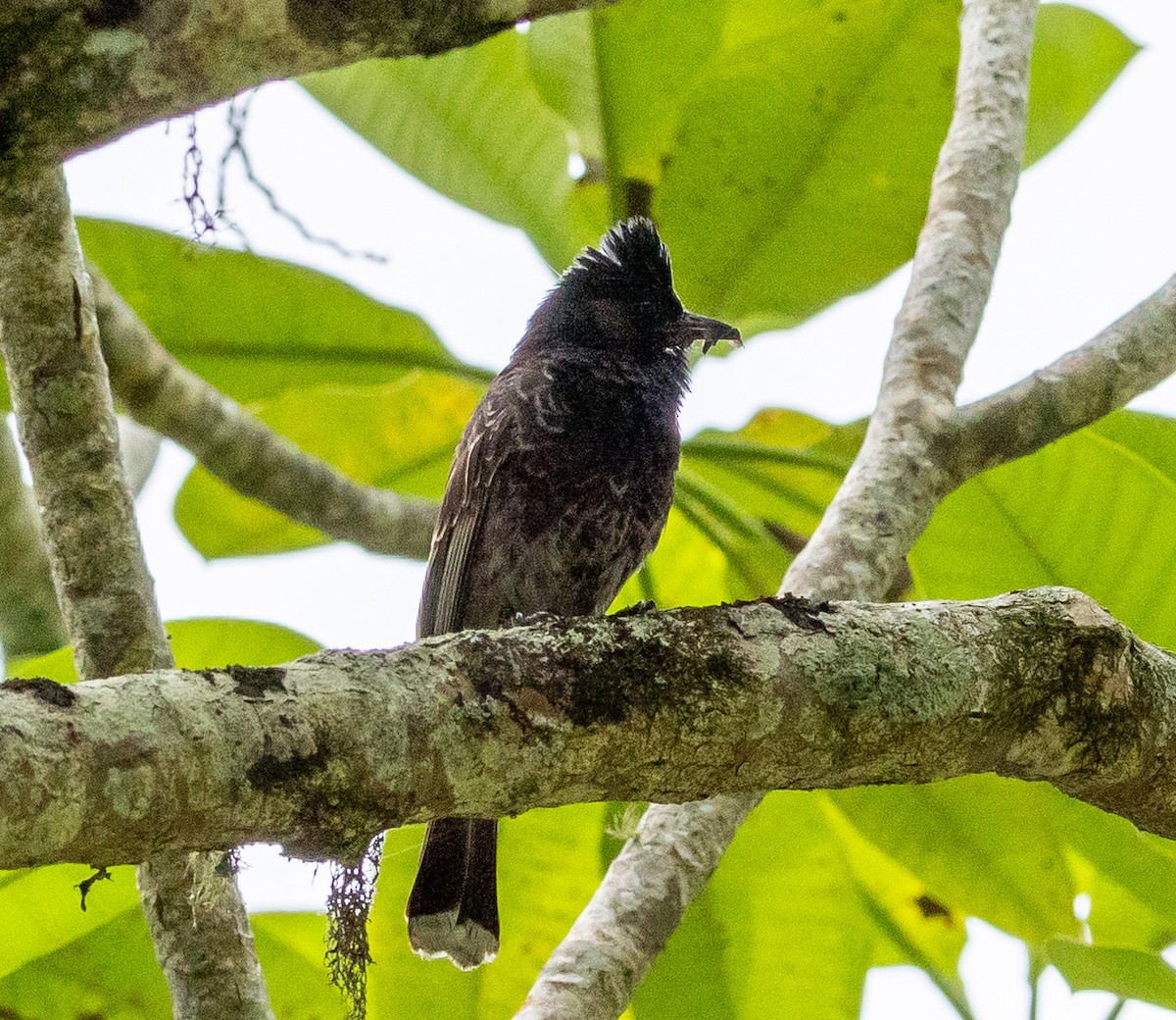 Red-vented Bulbul - ML615806182