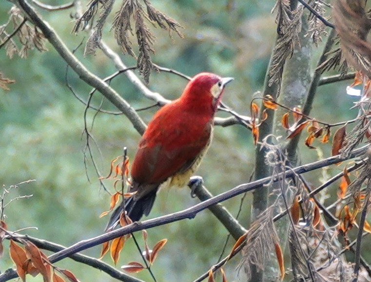Crimson-mantled Woodpecker - Nancy Edmondson