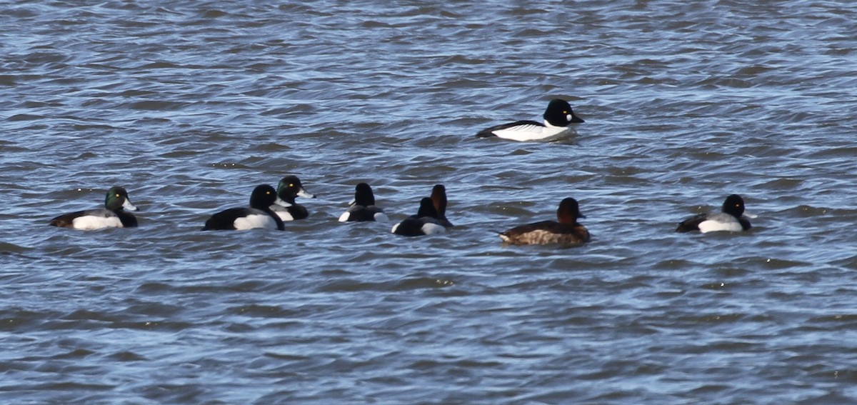Greater Scaup - ML615806432