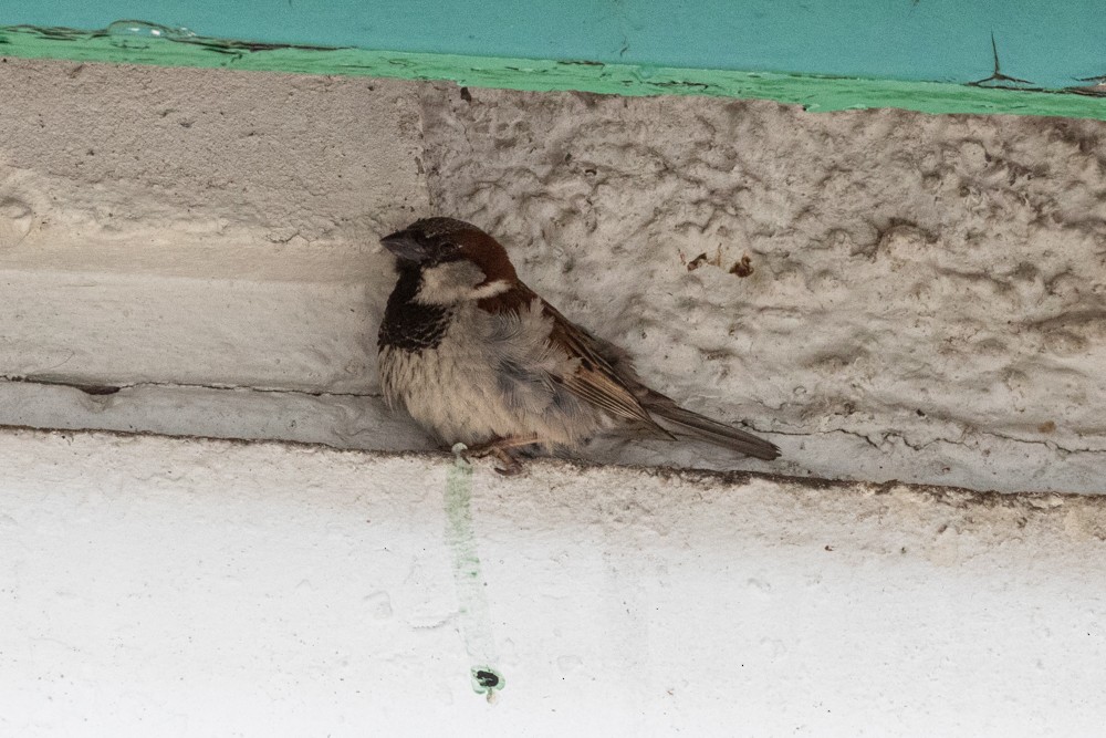 House Sparrow - ML615806528