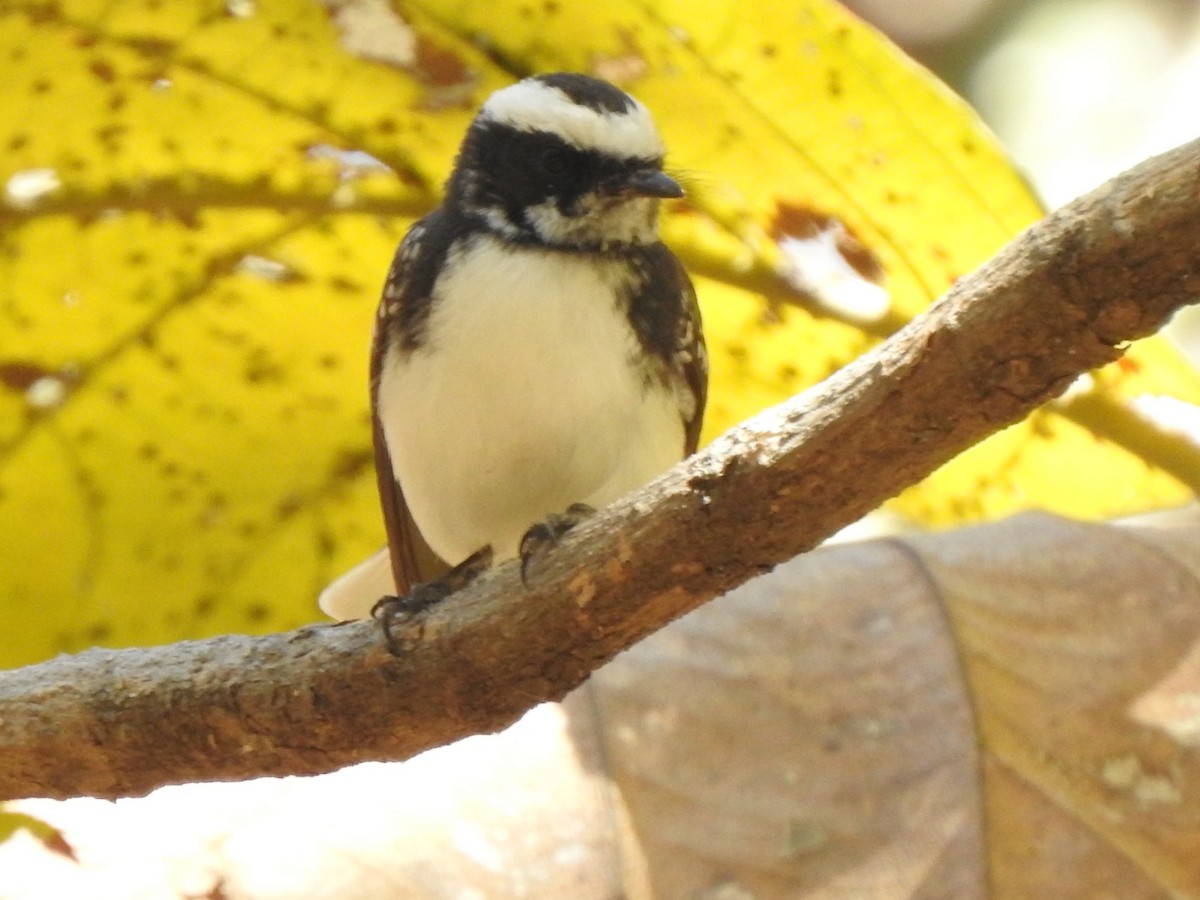 White-browed Fantail - ML615806643