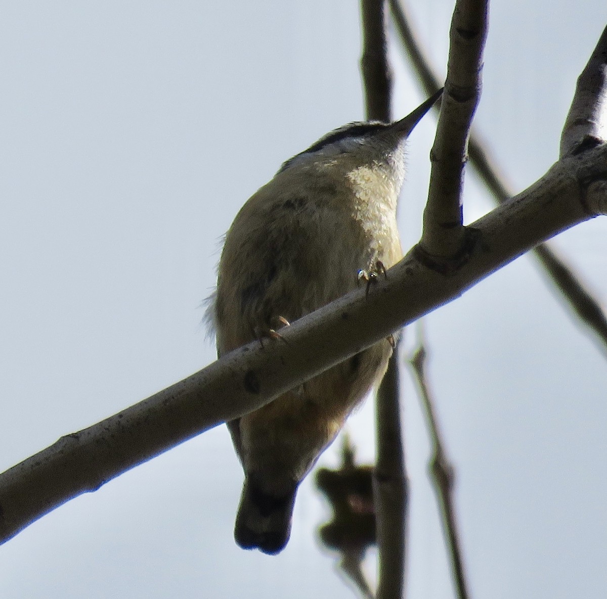 Red-breasted Nuthatch - Mark A. Brogie