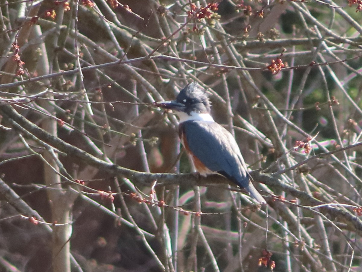Belted Kingfisher - ML615807105